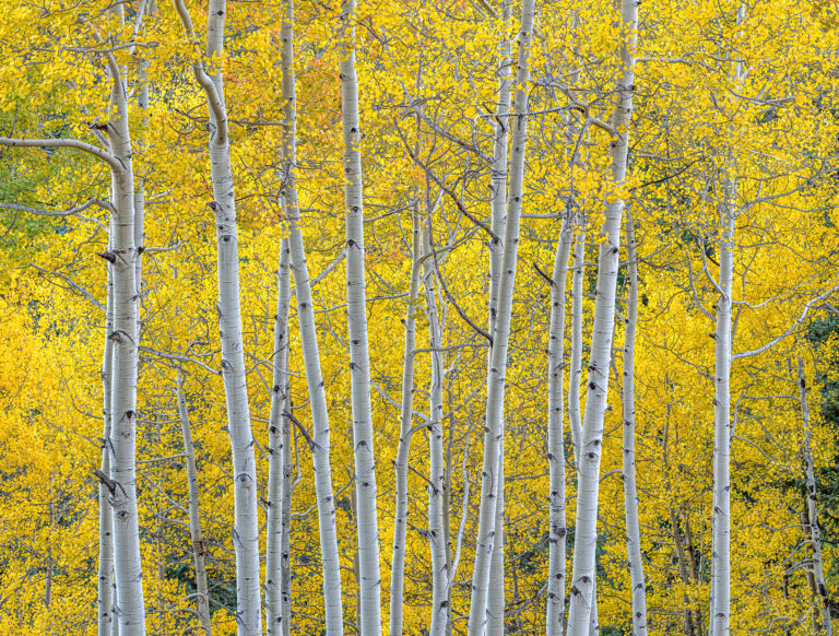 Aspen Canopy at Dusk