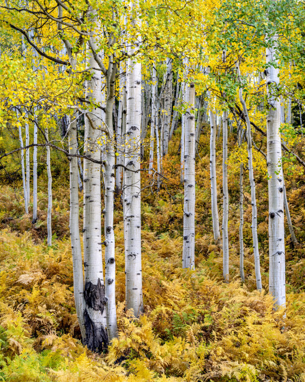 Ferns and Aspens