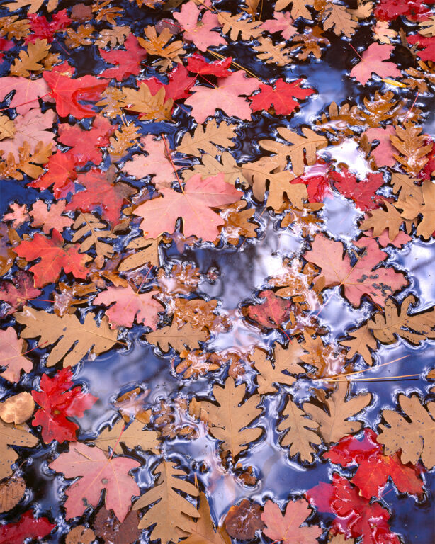 Leaves Reflecting Sky