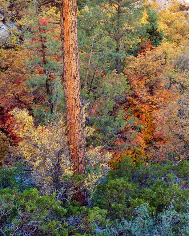 Luminous Pine