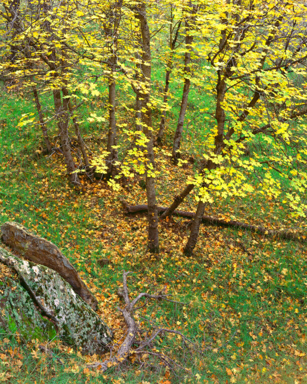 Maples in Rain