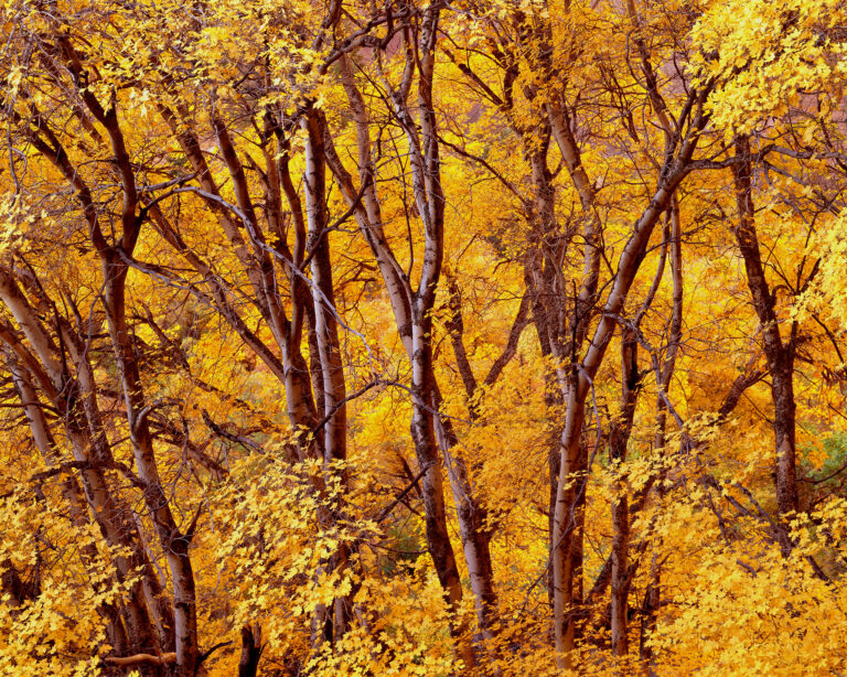 Radiant Trees at Dusk