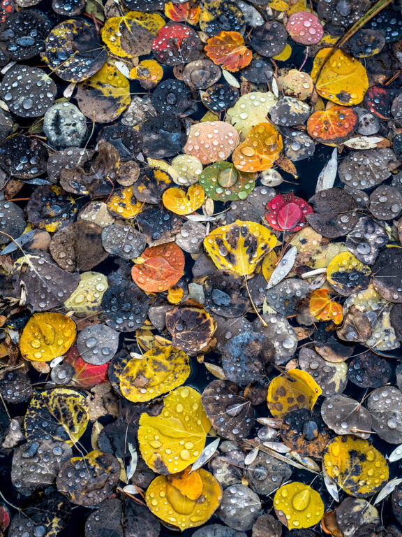 Raindrops on Leaves