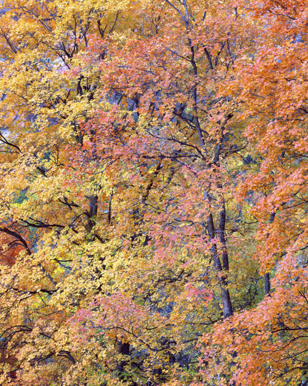 Three Maples