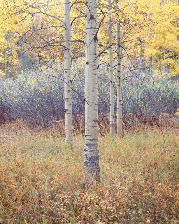 Four Aspens, Twilight