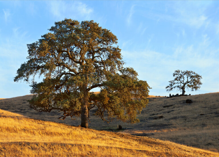 Two Oaks