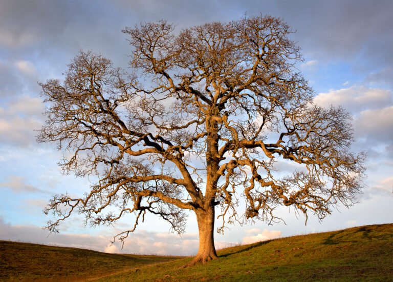 Winter Oak at Sunset