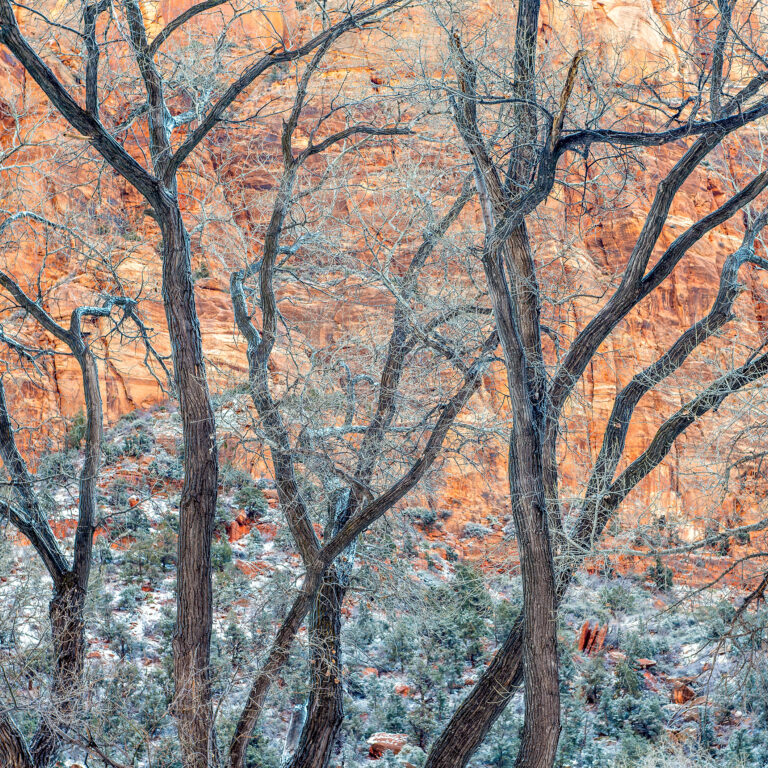 Winter Cottonwoods