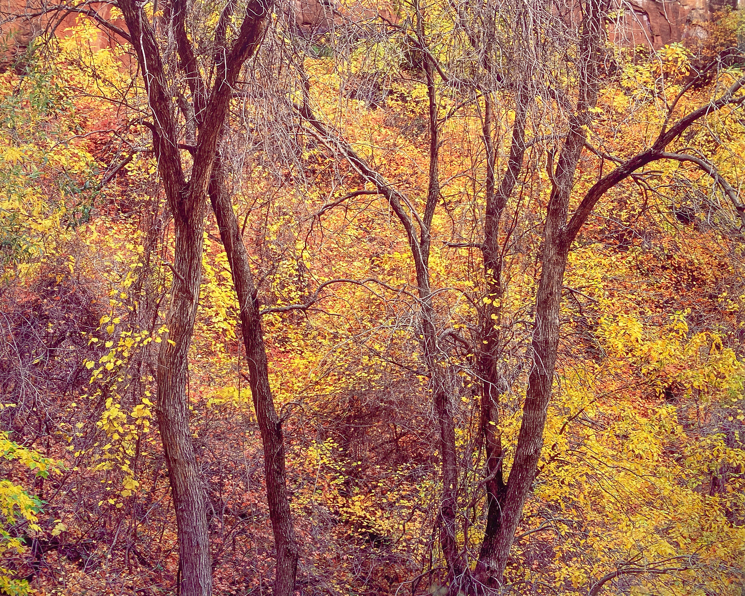 Bare Trees and Foliage