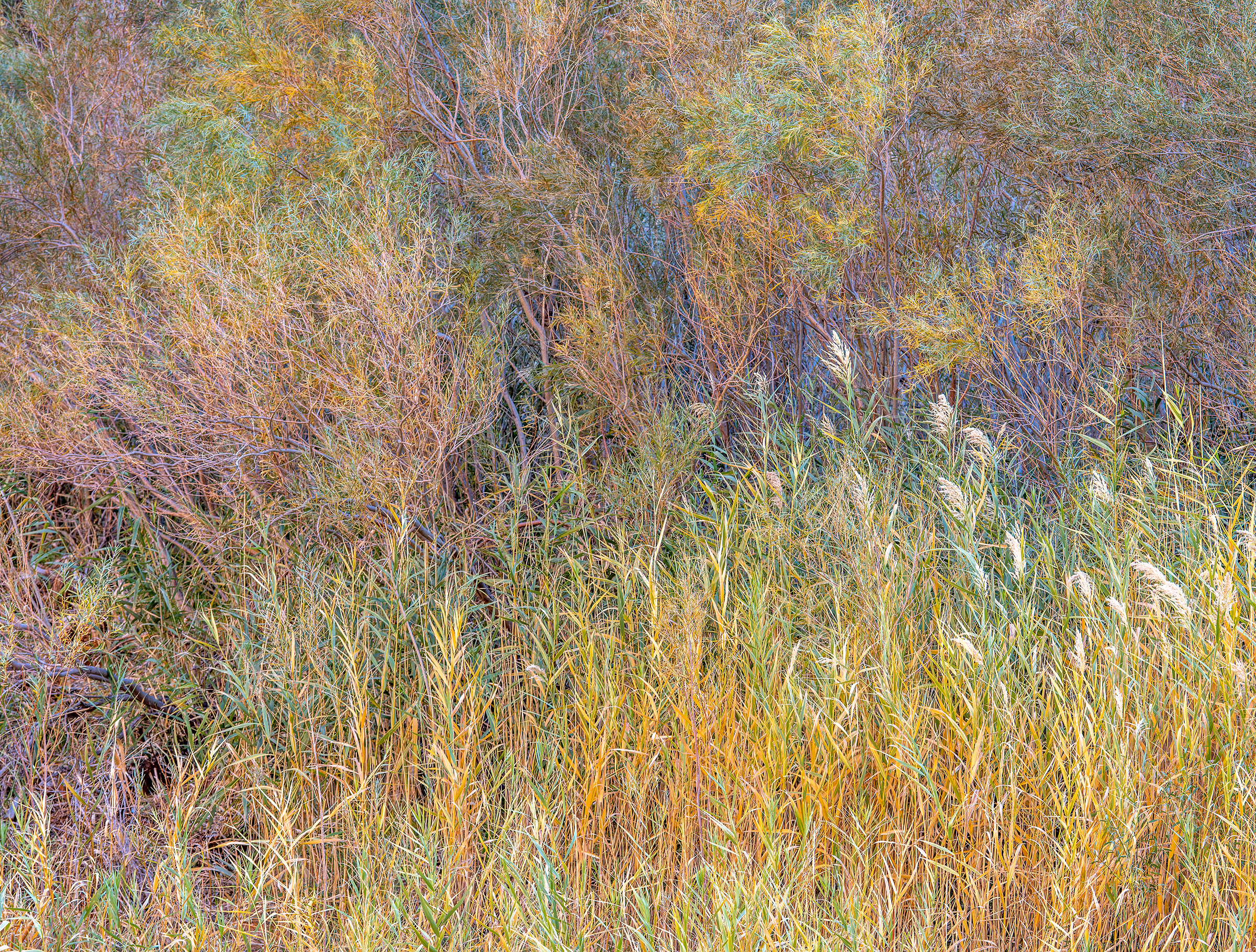 Glowing Grasses