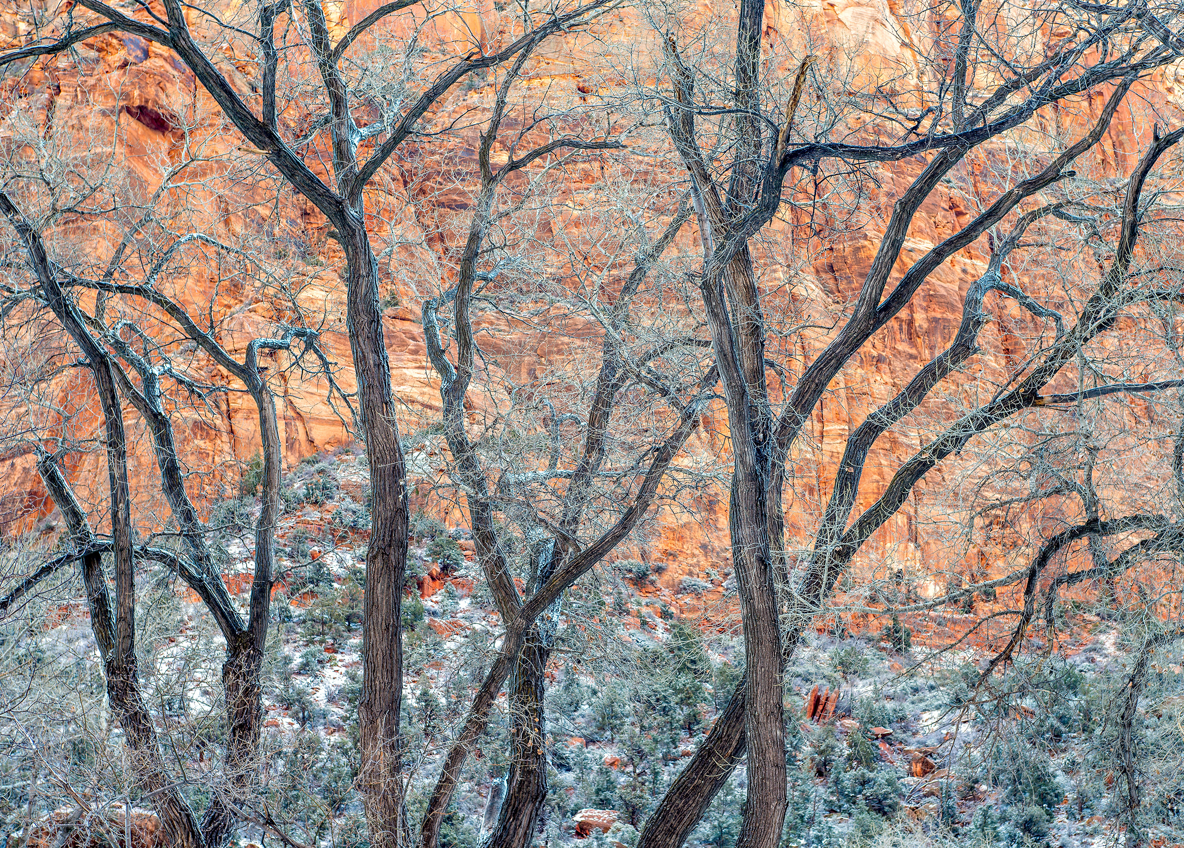 Winter Cottonwoods