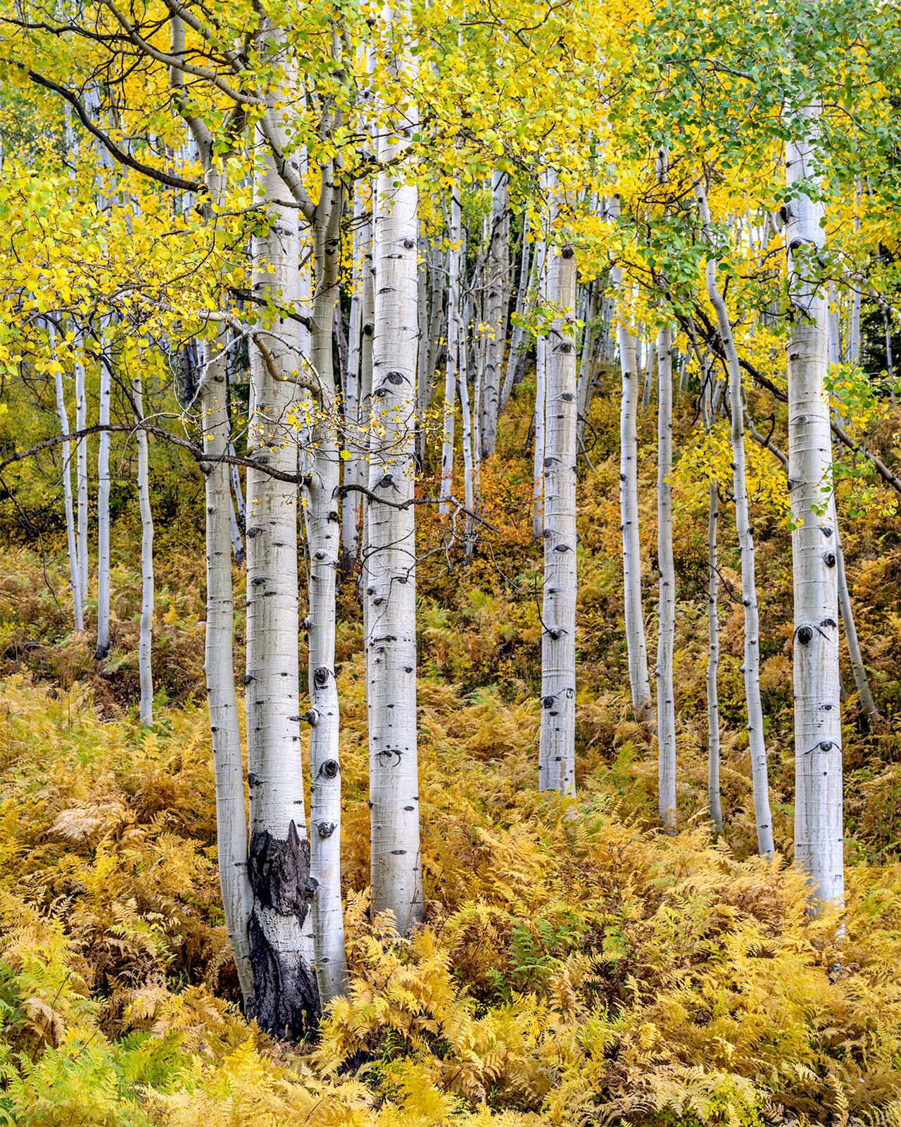 Ferns and Aspens