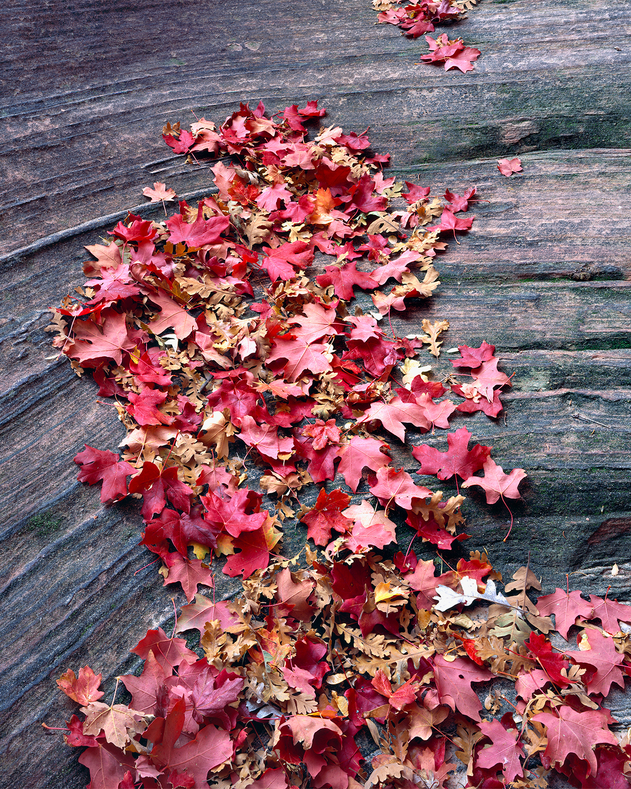 Leaves Pretending to be Water